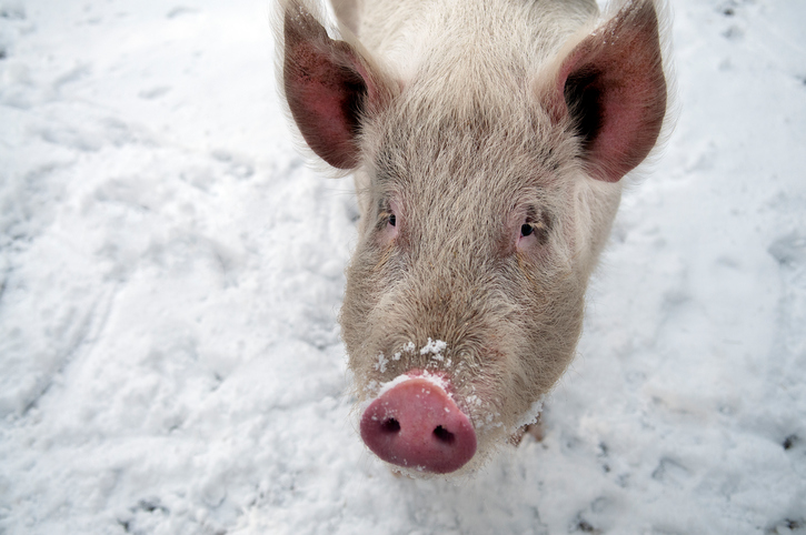 Cold Weather Tips for Raising Hogs for Meat